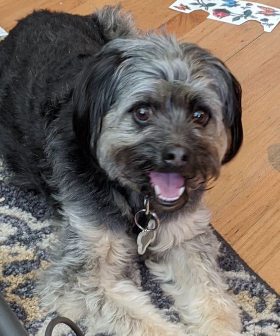 Meet Tahoe! A cute fluffy gray dog. One of BalestraWebb's Paw-tners!