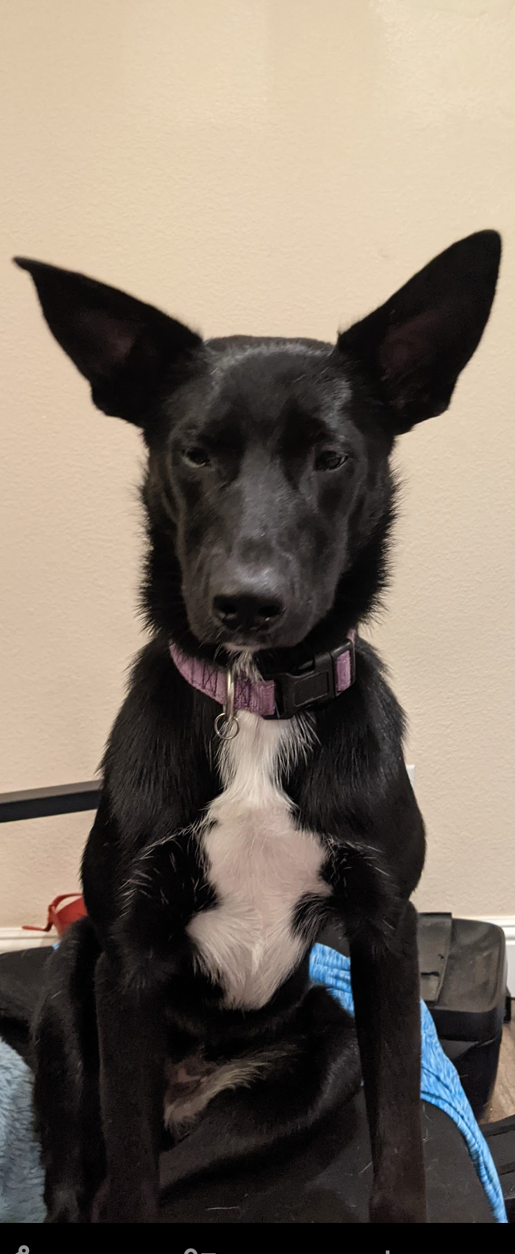 Meet Cinder. One of BalestraWebb's Paw-tners!